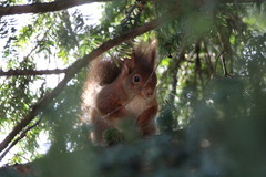 Sciurus vulgaris