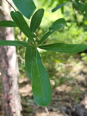Amphibolips quercuscinerea
