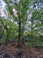 Amphibolips quercuscinerea