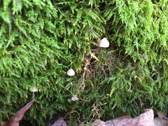 Mycena pseudocorticola