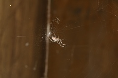 Zosis geniculata