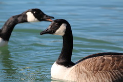 Branta canadensis