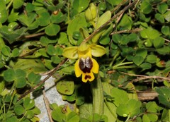 Ophrys lutea galilaea