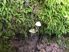 Mycena pseudocorticola