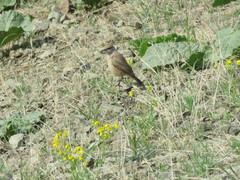 Oenanthe chrysopygia