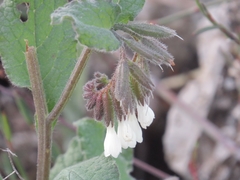 Symphytum brachycalyx