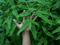 Dicranopteris
