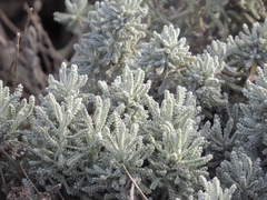Magnoliopsida