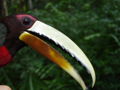 Pteroglossus azara mariae