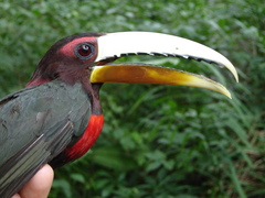 Pteroglossus azara mariae