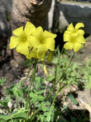 Oxalis pes-caprae