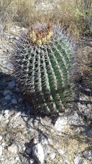 Ferocactus emoryi emoryi