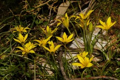 Gagea peduncularis
