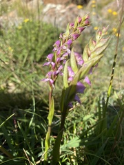 Disperis tysonii