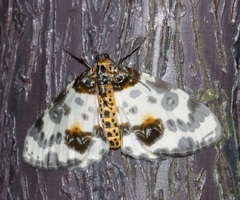 Abraxas amicula-illuminata