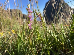 Disperis tysonii