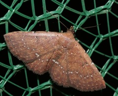 Cerynea punctilinealis