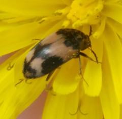 Attagenus simonis