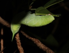 Smerinthinae