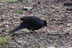 Turdus merula