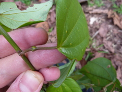 Passiflora auriculata