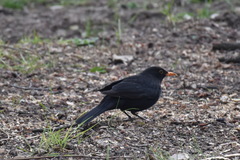 Turdus merula