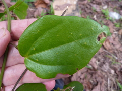 Passiflora auriculata