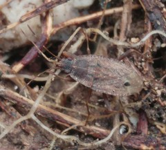 Ischnopeza pallipes