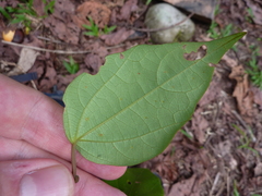 Passiflora auriculata