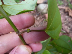 Passiflora auriculata