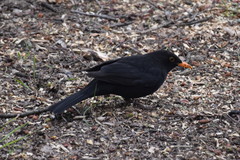 Turdus merula