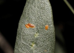 Lichtensia viburni