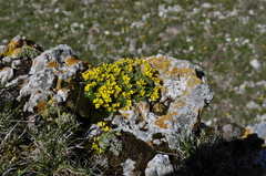 Draba rigida