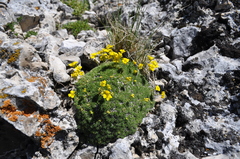 Draba rigida