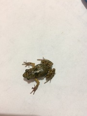 Eleutherodactylus nitidus