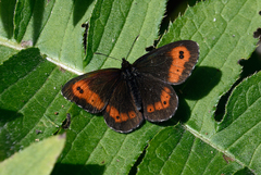 Erebia ligea
