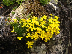 Draba rigida