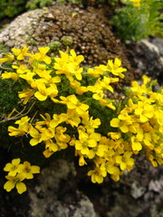 Draba rigida