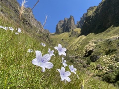 Wahlenbergia grandiflora