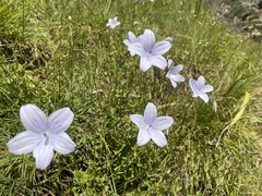 Wahlenbergia grandiflora