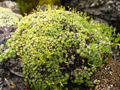 Draba rigida