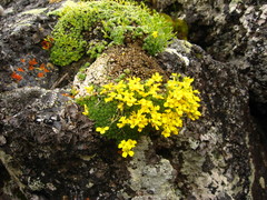 Draba rigida