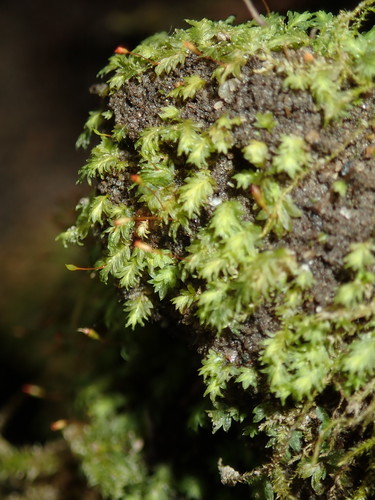 Fissidens bryoides