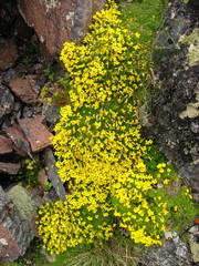 Draba rigida