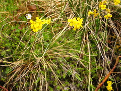 Draba bruniifolia