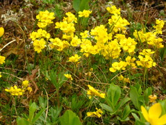 Draba bruniifolia