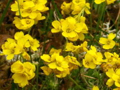 Draba bruniifolia