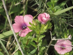 Linum pubescens