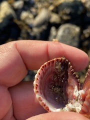 Trachycardium procerum