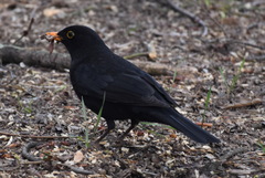 Turdus merula